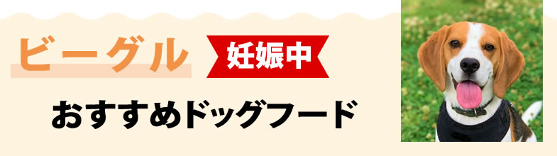 ビーグル妊娠中におすすめドッグフード