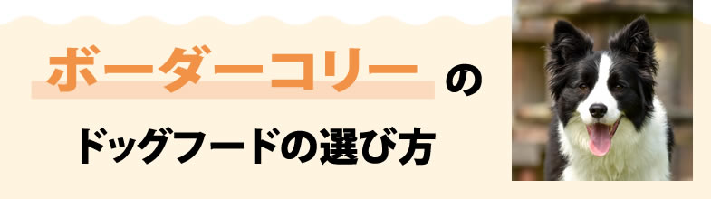 ボーダーコリーのドッグフードの選び方