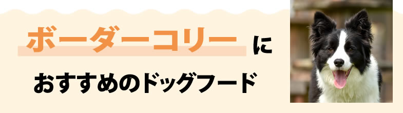 ボーダーコリーにおすすめのドッグフード