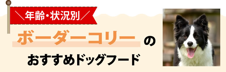 【年齢・状況別】ボーダーコリーのおすすめドッグフード