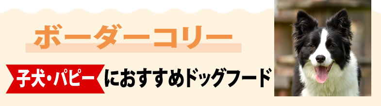 ボーダーコリー子犬・パピーにおすすめドッグフード