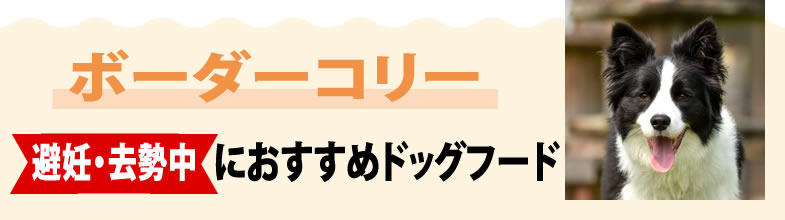 ボーダーコリー避妊・去勢中におすすめドッグフード