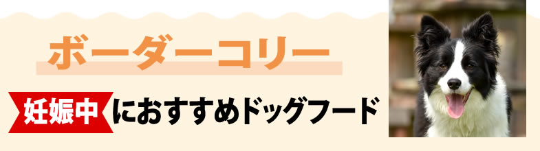 ボーダーコリー妊娠中におすすめドッグフード