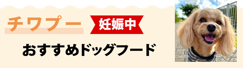 チワプー妊娠中におすすめドッグフード