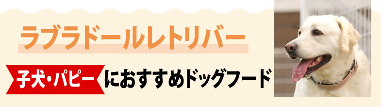 ラブラドールレトリバー子犬・パピーにおすすめドッグフード