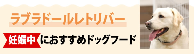 ラブラドールレトリバー妊娠中におすすめドッグフード