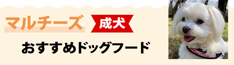 マルチーズ成犬におすすめドッグフード