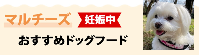 マルチーズ妊娠中におすすめドッグフード